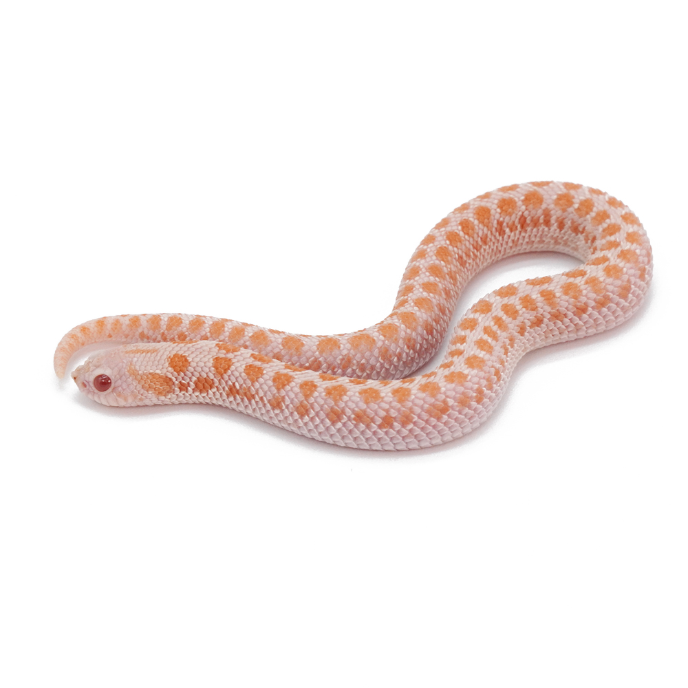 Albino Frosted