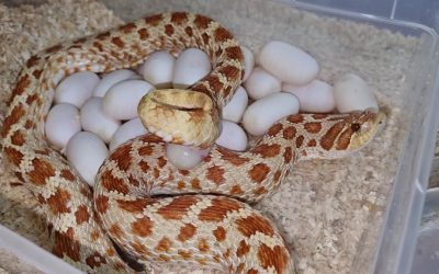 26 eggs clutch from Toffee  x  Lucy