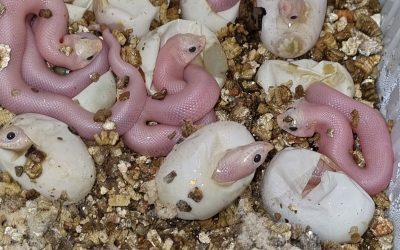 New day and again more than 300 awesome hogs are hatched.
 Lucys
 Frosted superc…