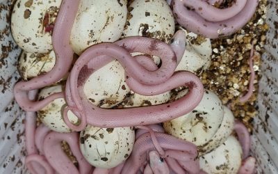 FRIDAY CORNS EXPLOSION 
 MORE THAN 300 HATCHED LAST NIGHT
 #snakesofinsta #repti…